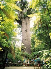 Kauri Tree, Northland