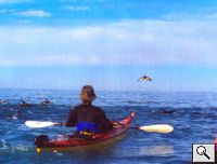 Kayaking With The Dolphins