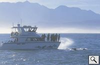 Dolphin Encounter Day Trip