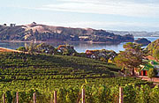 Vineyard Festival