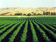 New Zealand Vineyard