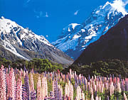 New Zealand Gardens