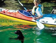 New Zealand Wildlife Encounters - Kayaking With Seals
