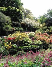 Glenfalloch Woodland Garden, Otago Peninsula