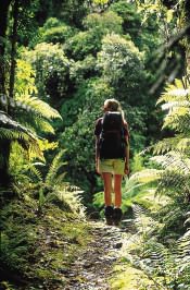 Bush Walk, South Island