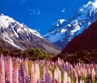 Mt Cook
