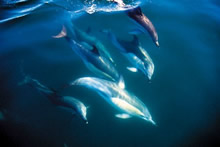 Dolphins at The Bay Of Islands