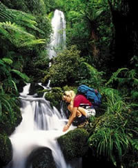 Hollyford Track Waterfalls