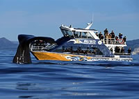Whale Watch Cruise