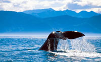 Whale Watching At Kaikoura