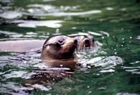Doubtful Sound Seals