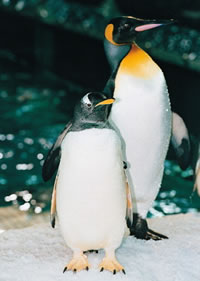Kelly Tarlton's Underwater World & Antarctic Encounter