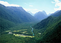 Milford Track Encounter