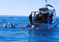 Albatross Encounter with Ocean Wings, Kaikoura