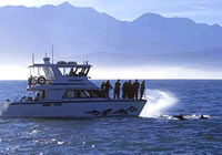 Dolphin Encounter, Kaikoura