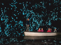 Waitomo Glow Worm Cave