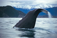 Whale Watch Cruise