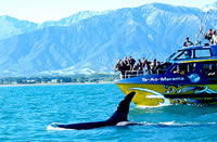 Whale Watch Cruise